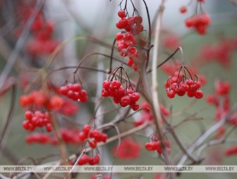 Облачная, местами с осадками погода ожидается в Беларуси 22 ноября