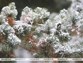 Сильный снег ожидается по северу Беларуси в ночь на 24 ноября