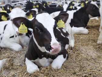 В Комитете госконтроля. Регистрация животных