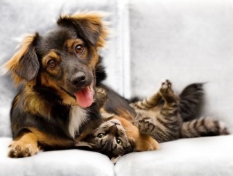 Стало модным заводить домашних питомцев. Ещё бы их хозяевам «завести» себе совесть и ответственность