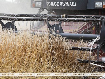 В Беларуси намолотили свыше 11 млн тонн зерна с учетом рапса и кукурузы
