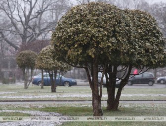 Мокрый снег, на отдельных участках дорог - гололедица. Какой будет погода в Беларуси 12 декабря