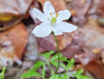 Первоцветы распустились в декабре в Беловежской пуще