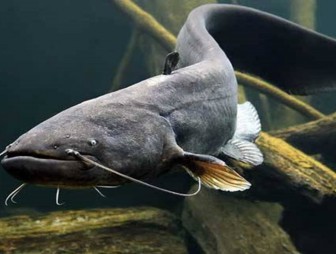 Запрет на лов сома