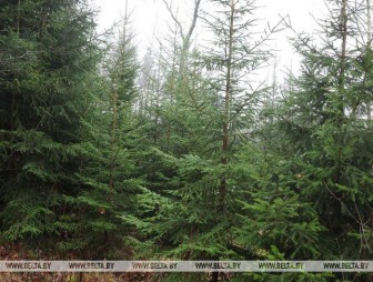 Для фиксации незаконной вырубки елей будет использоваться 2 тыс. фото- и видеокамер