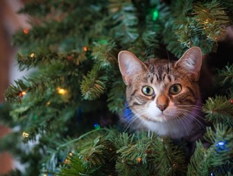 Как выбрать елку, которая простоит все праздники?