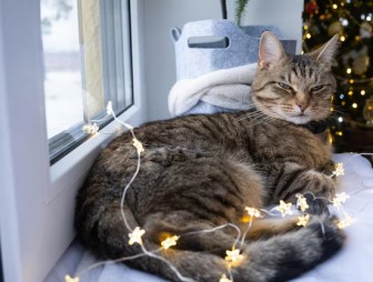 Будет ли штраф? Рассказываем о правилах по использованию новогодних гирлянд