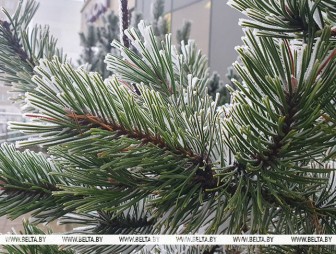 Гололед и до -3°С ожидается в Беларуси 21 декабря