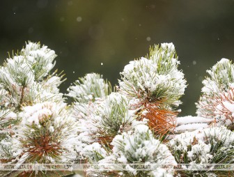 Кратковременный снег и до -12°С прогнозируется в Беларуси 23 декабря