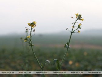 Как на озимые культуры повлияла декабрьская погода, рассказали в Белгидромете