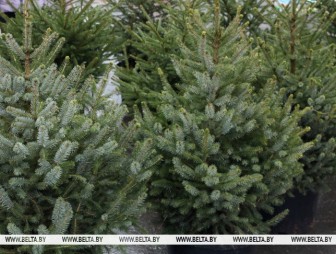 Купили елку в кадке? Рассказываем, как весной правильно пересадить ее на участок