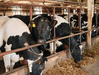 По иску прокурора Мостовского района взыскан ущерб с лица, допустившего падеж скота