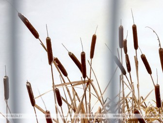 Слабая метель и до -11°С мороза ожидается в Беларуси 31 декабря