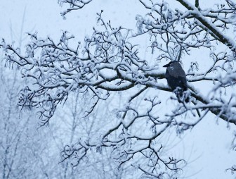 Красный уровень опасности объявлен в Беларуси 9 января
