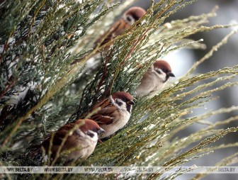 Гололедица и до -23°С ожидается в Беларуси 14 января