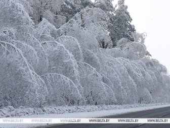 Местами изморозь, на отдельных участках дорог - гололедица. Какой будет погода в Беларуси 16 января