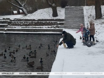 Как правильно подкармливать птиц в морозы, рассказал специалист