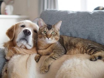 Как быстро и правильно зарегистрировать домашнее животное