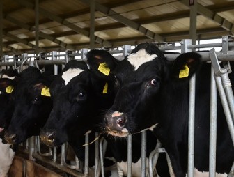 Установлены нарушения при содержании и выращивании крупного рогатого скота