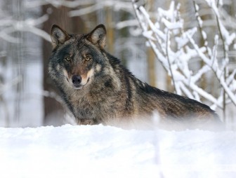 Охоту на волка, которого заметили вблизи областного центра, ведут в Гродненском районе