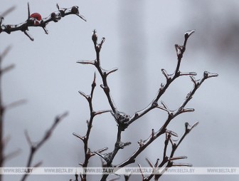 Возможен туман, во многих районах - гололед. Какой будет погода в Беларуси 29 января