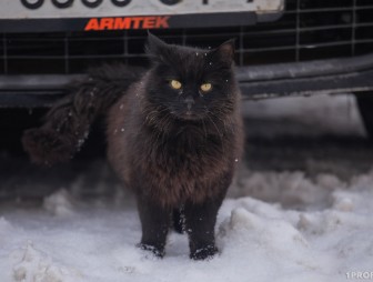 В Комитете госконтроля. Автохлам во дворе