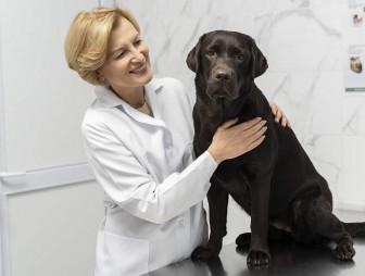 Лицензирование на оказание лечебной помощи животным хотят ввести в Беларуси