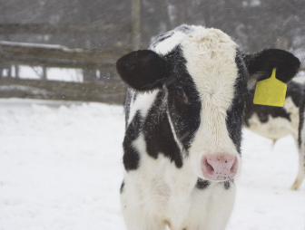 Животным тоже нужно тепло