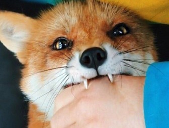 Бешенство. Информация, которую нужно знать каждому