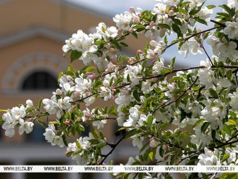 Яблоневые сады высадят по всей стране в честь Года белорусской женщины