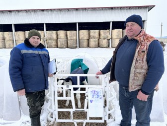 Как на МТК «Стрельцы» Мостовского района заботятся о маленьких телятах