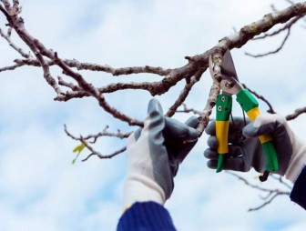 Как февральская обрезка садовых деревьев влияет на их плодородие