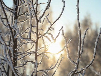 Знаете ли вы, как скажется непривычно холодная зима на состоянии плодовых деревьев?