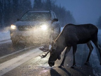 В Беларуси вновь наблюдается зимняя активность диких животных на дорогах