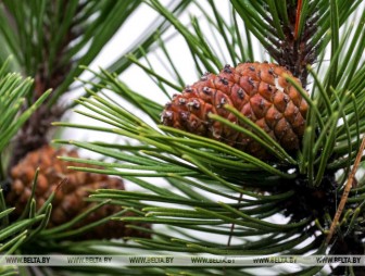 Морозы в Беларуси отступают? Какую погоду прогнозируют синоптики на 13 февраля