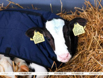 Более 100 профилакториев для телят планируют построить в Гродненской области до ноября