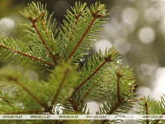 Оранжевый уровень опасности объявлен в Беларуси 14 февраля. О чем предупреждают синоптики?