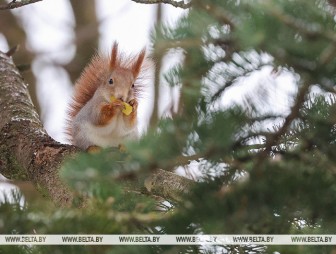 Где в Беларуси будет теплее всего 28 февраля, ответили синоптики