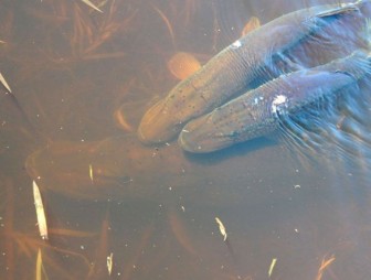 Запрет на лов щуки будет действовать в Гродненской области с 1 марта по 15 апреля