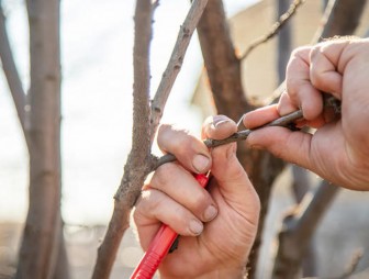Первая помощь саду после зимы. С чего начать, когда сошел снег?
