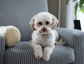 Паспорт для хвостатых жильцов