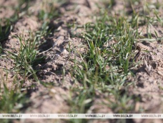 Как перезимовали озимые в Беларуси, рассказали в Минсельхозпроде