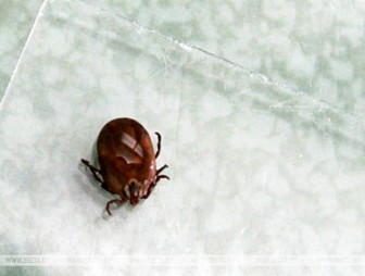 Вырастет ли количество комаров, мошек и клещей этой весной в Беларуси, ответили в НАН