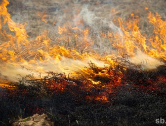 Пал сухой травы: опасность и ответственность