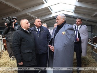 Александр Лукашенко ориентирует на более быстрое развитие племенного животноводства в Беларуси