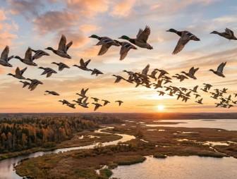 Весна зовёт в угодья с 14 марта 2026 года открывается весенний сезон охоты на пернатую дичь