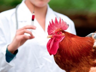 С 16 по 26 марта будет проходить бесплатная вакцинация домашней птицы