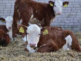 Животноводы Мостовщины увеличивают надои и привесы