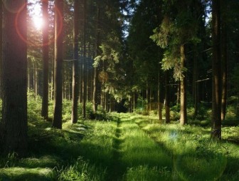 «Прямая линия» по вопросам наведения порядка в лесу