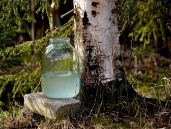 Березовый сок – «живая вода» с уникальными преимуществами
